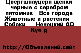 Цвергшнауцера щенки черные с серебром питомник - Все города Животные и растения » Собаки   . Ненецкий АО,Куя д.